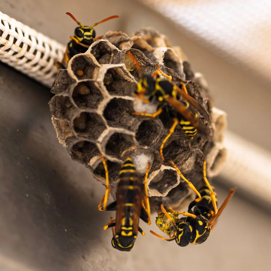 Wasp & Hornet Control — Wasps & Hornets